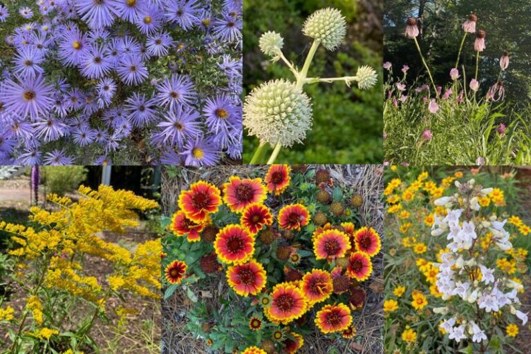 10 North Carolina Native Wildflowers You Can Scatter Right On The Soil This Fall