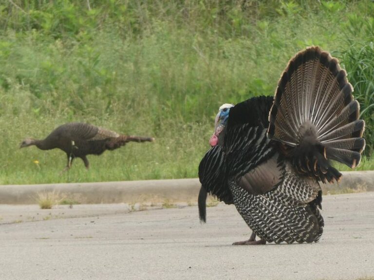 What It Really Means When A Wild Turkey Starts Strutting Through Your North Carolina Yard