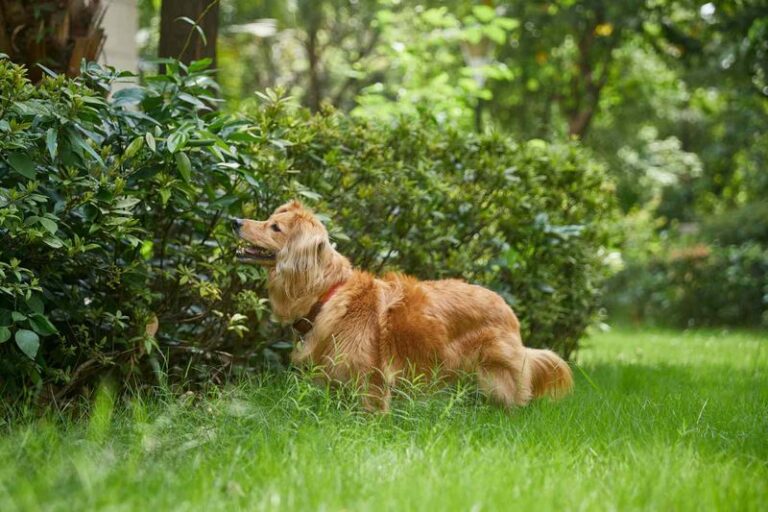 The Backyard Habits That Quietly Turn Your North Carolina Yard Into A Tick Magnet This Fall