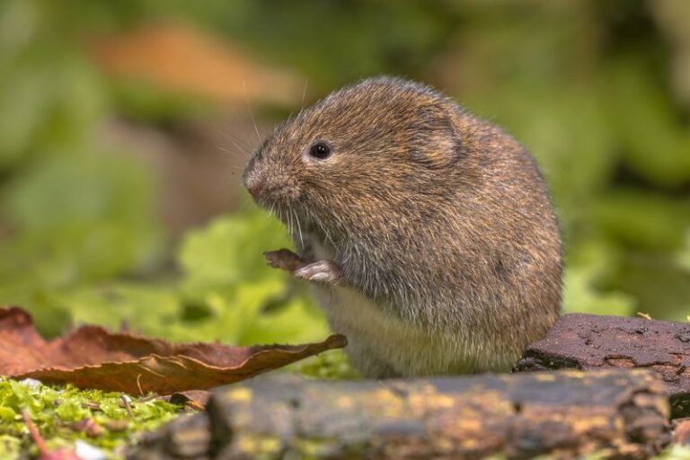 What North Carolina Voles Are Quietly Doing Under Your Mulch Beds Before You Ever See Them