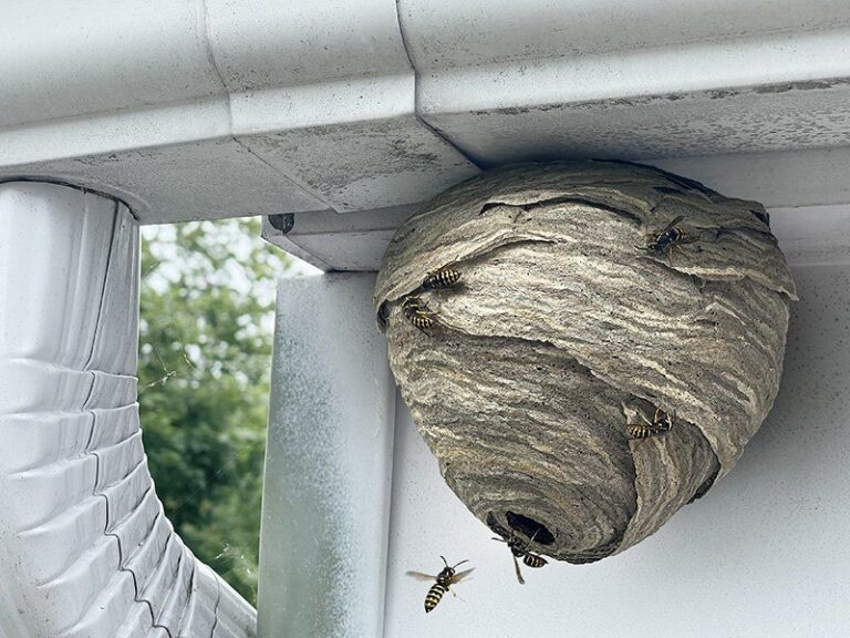 What It Really Means When Wasps Keep Nesting Under Your North Carolina Eaves As Summer Ends