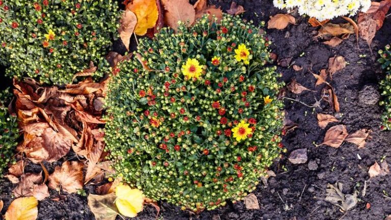 If Your Fall Mums Push Green Leaves But Refuse To Bud, Here Are 12 Reasons To Blame Right Now