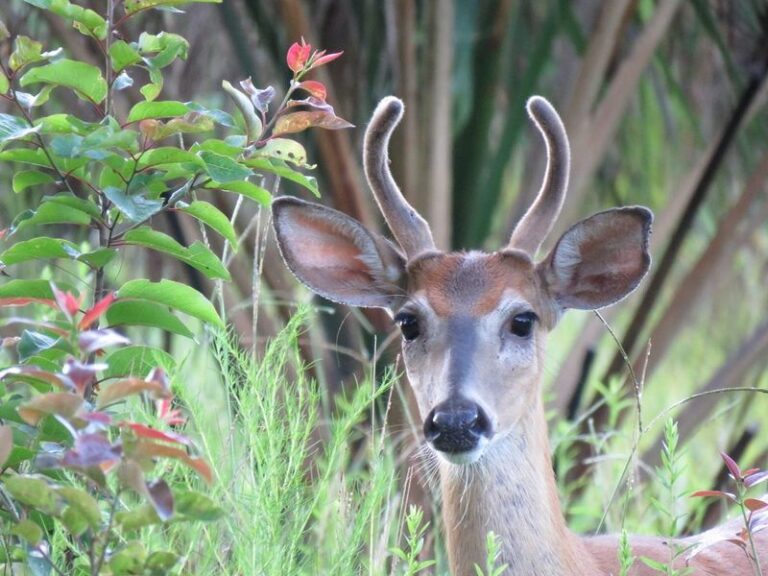 If You Want To Know Which Backyard Visitors You’ve Seen Before, Here Are 13 Creatures And How Long They Actually Live