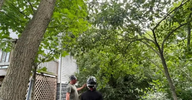 What North Carolina Homeowners Should Know About A Neighbor’s Overhanging Tree Before It Becomes A Dispute
