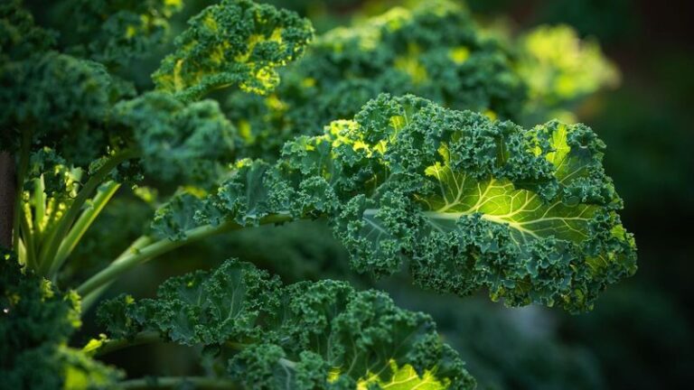 If Your Fall Kale Grows Tall Leafy Stalks But Only Thin, Papery Leaves, Skipping One Fall Feeding May Be Part of the Story