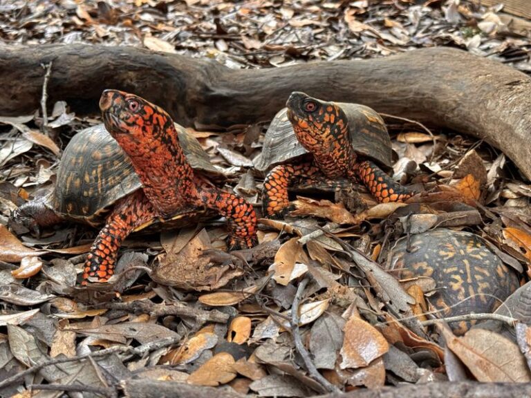 Why North Carolina Gardeners Should Never Rake Away The Leaf Litter That Box Turtles Use To Survive Winter