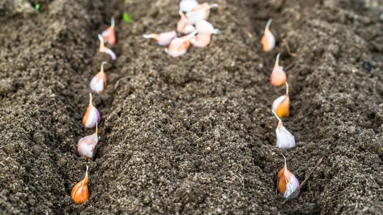 If Your Fall Garlic Comes Up Thin And Weak Next Spring, Shallow Planting May Be Part Of The Problem
