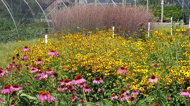 These North Carolina Natives Keep Blooming Through Late Summer Heat When Everything Else Fades