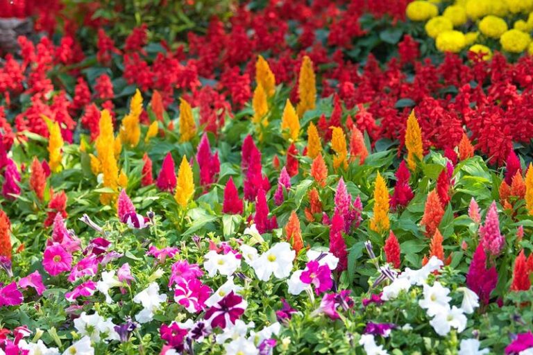 12 Fast-Growing Annuals You Can Still Plant Right Now For Late-Summer Color (And Which To Skip)