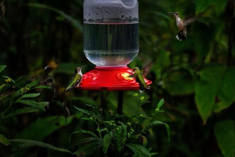 If Hummingbirds Keep Skipping Your Yard, Here Are 13 Things Quietly Scaring Them Off (And How To Win Them Back)