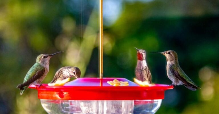 12 Best Alternatives To Sugar Water That Actually Draw Hummingbirds In (And 6 To Never Use)