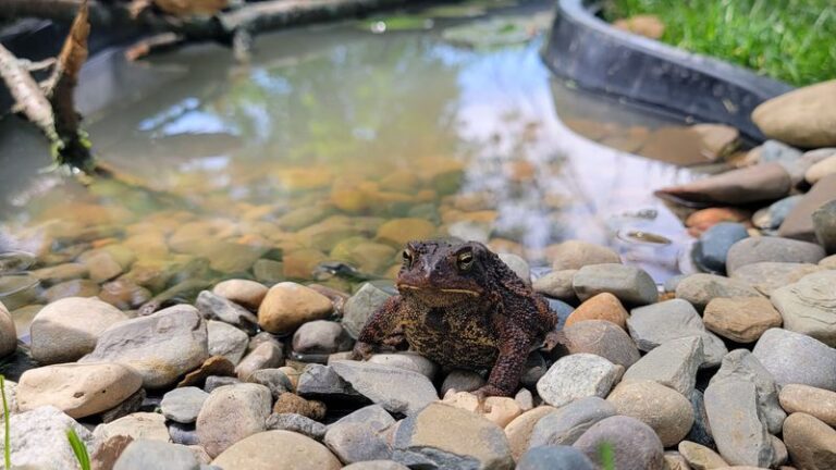 If You Want Frogs And Toads To Move Into Your Garden, Here Are 6 Simple Ways To Make A Corner Irresistible
