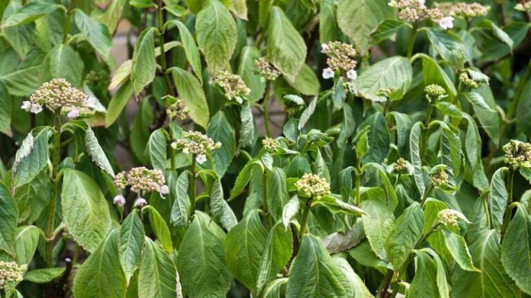 13 Things To Do The Moment Your Hydrangeas Wilt In August Heat (And 3 Panic Moves To Skip)