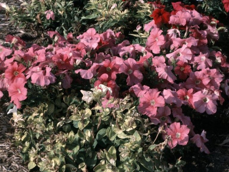 If Your Petunia Leaves Feel Sticky And Gummy, Here’s What They’re Quietly Warning You About