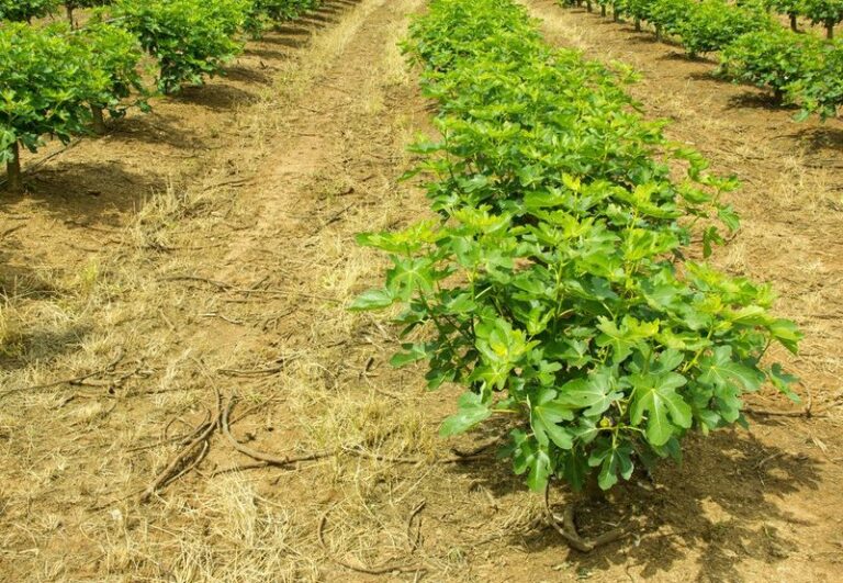 7 Fig Tree Spacing Mistakes North Carolina Gardeners Make That Wreck Foundations And Pipes Within A Few Years