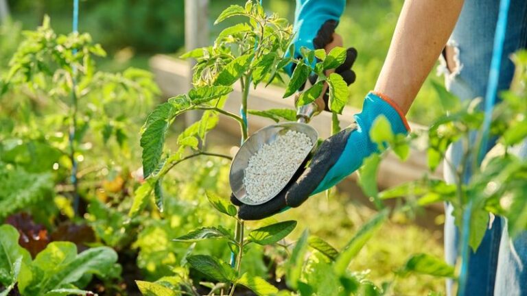 17 Tomato Fertilizing Tips For August That Bring Slowing Plants Roaring Back