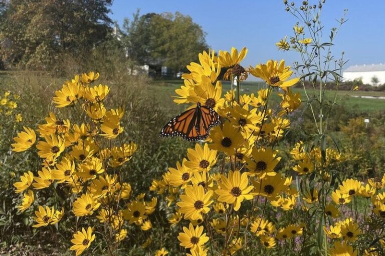 The Most Underrated North Carolina Native That Peaks In Late Summer When Every Other Flower Has Quit
