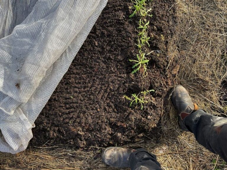 If Your Fall Spinach Grows Slow And Pale While The Leaves Curl Under, Cold Soil Is Stalling It Below The Surface