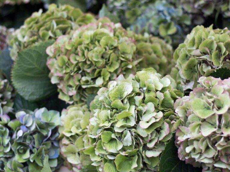 If Your Hydrangea Blooms Fade To Dull Green Instead Of Staying Vivid, Here Are 8 Reasons To Blame