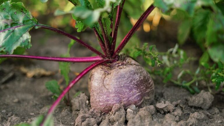 If Your Fall Beets Grow Lush Red Tops But Only Marble-Sized Roots, Too Much Nitrogen Is Feeding The Wrong End