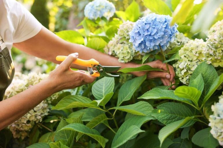 If Your Hydrangeas Grow Big Green Leaves But Never Flower, Late Pruning Is Cutting Off Next Season’s Blooms
