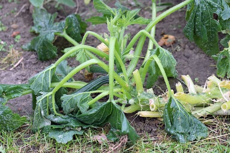 If Your Zucchini Grows Huge Leaves But Barely Fruits, Here Are 13 Fixes That Get It Producing Again