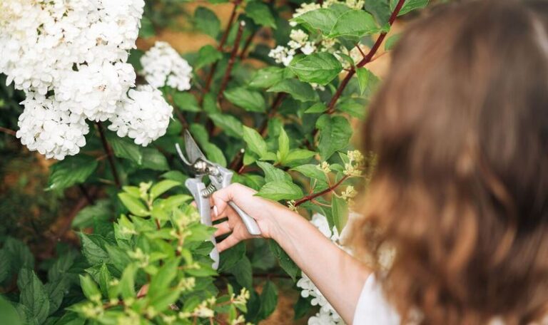 These 7 Pruning Slip-Ups Are The Real Reason Your Hydrangeas Grow Leaves But No Flowers