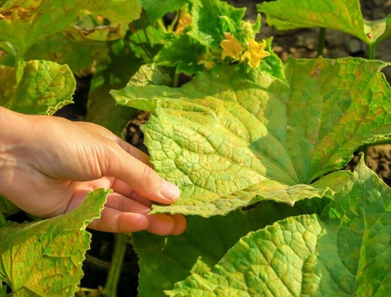 If Your Cucumber Leaves Are Turning Yellow In The Late-Summer Heat, Here Are 13 Reasons And The Fix For Each