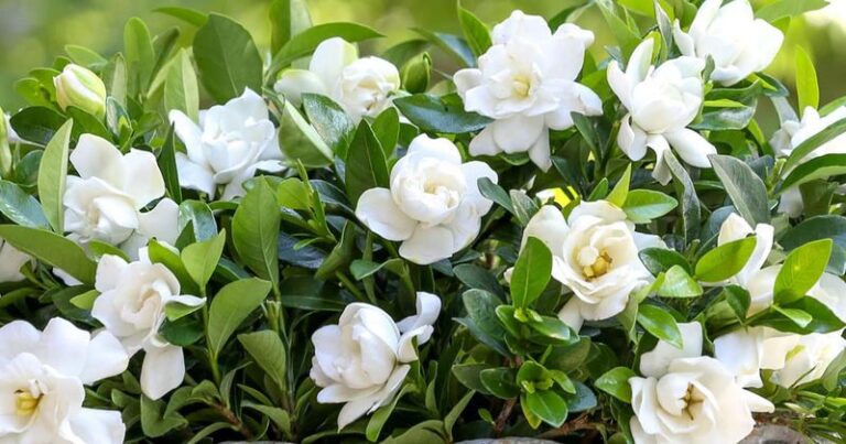 The One Thing North Carolina Gardenias Need In Early Fall Or The Late Blooms Quietly Stop Coming