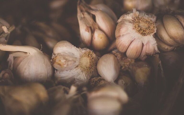 If Your Fall Garlic Sprouts Fast In Autumn But Gives You Only Tiny Bulbs Next Summer, You Planted It Too Early