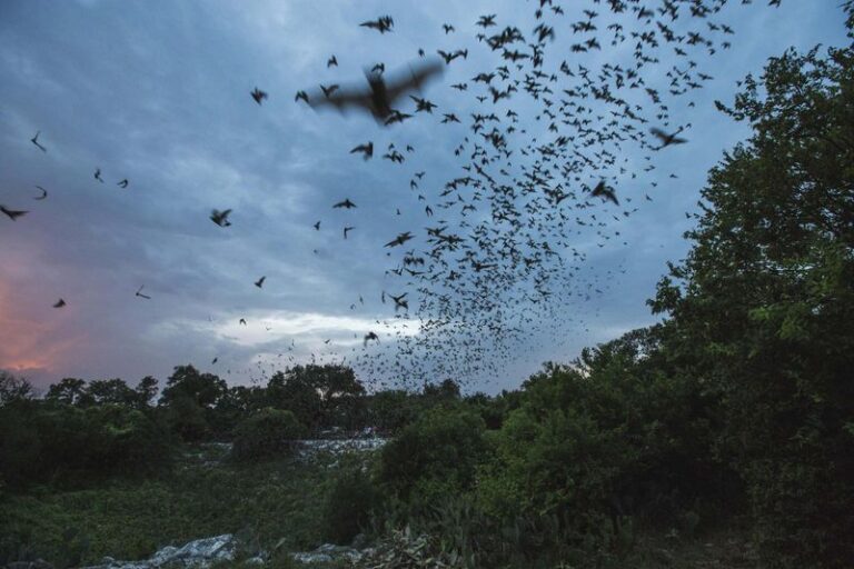 What It Really Means When Bats Start Circling Your North Carolina Yard At Dusk