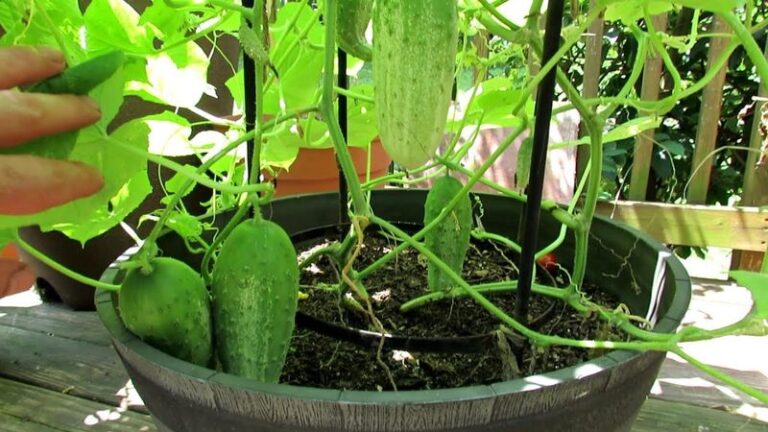16 Genius Tricks For Growing Perfect Cucumbers In Pots (And 4 Mistakes That Ruin Them)