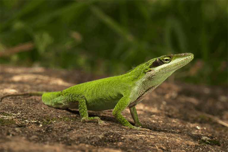 What It Really Means When Green Anoles Suddenly Vanish From Your North Carolina Yard