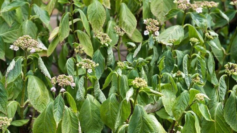 If Your Potted Hydrangeas Wilt And Struggle In Their Container, Here Are 15 Reasons And The Fix For Each