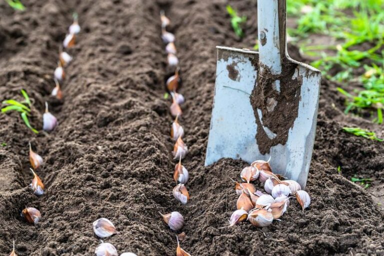 North Carolina Garlic Needs Regionally Timed Fall Planting, and Late Harvest, Not Just Late Planting, Is What Makes Bulbs Split Apart