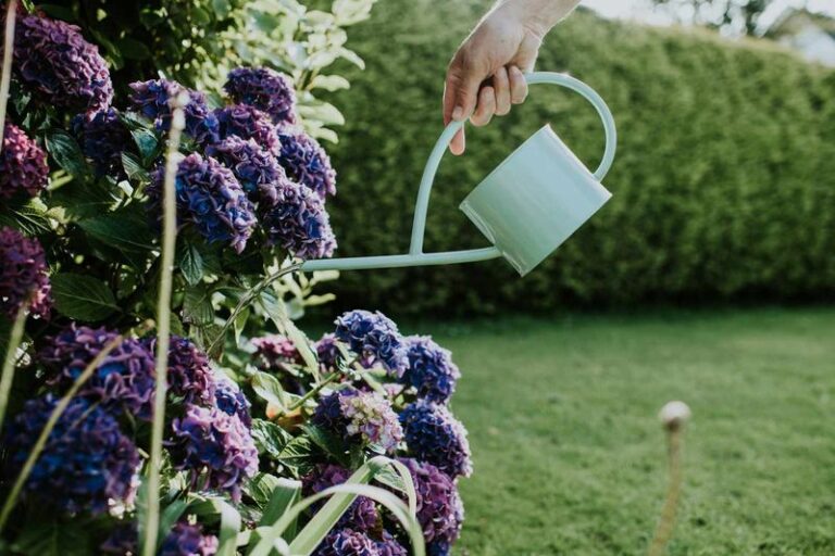 Stop Making This One Watering Mistake That Leaves Your Hydrangeas Weak And Wilted