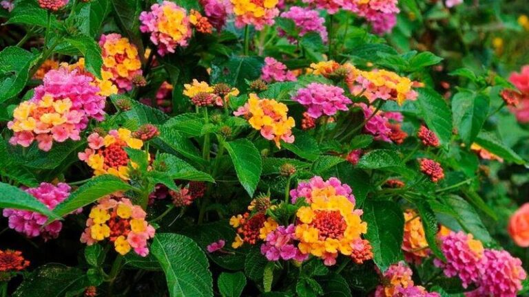 A Recommended Midseason Trim for North Carolina Lantana After the First Major Summer Flush Begins to Fade