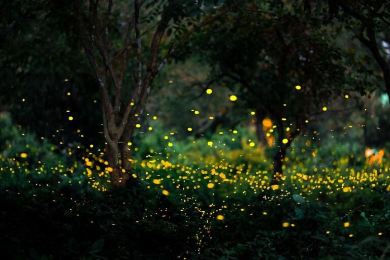 The Most Underrated North Carolina Native Plant That Keeps Fireflies Glowing In Your Yard All Summer