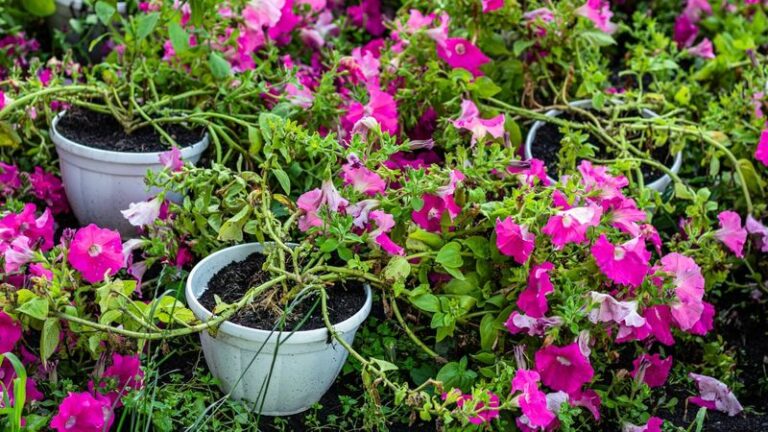 If Your Petunias Sprawl Long And Weak By Late Summer, Here Are 13 Reasons And The Fix For Each
