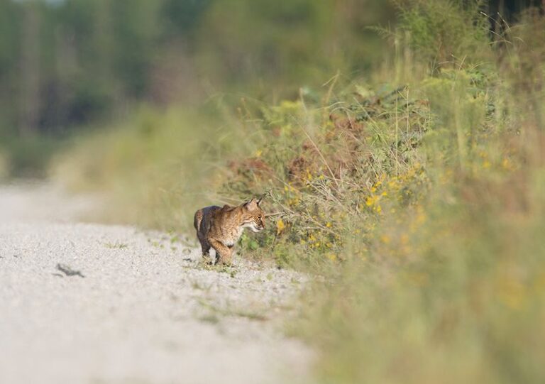 What It Really Means When A Bobcat Slips Through Your North Carolina Yard At Dusk