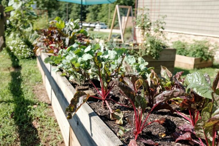 The One Thing North Carolina Beets Need When You Seed Them In September Or They Never Sweeten Up