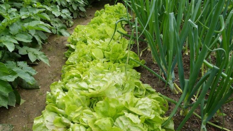 The One Thing North Carolina Vegetable Beds Need This Fall So Crops Share Space Instead Of Fighting For It
