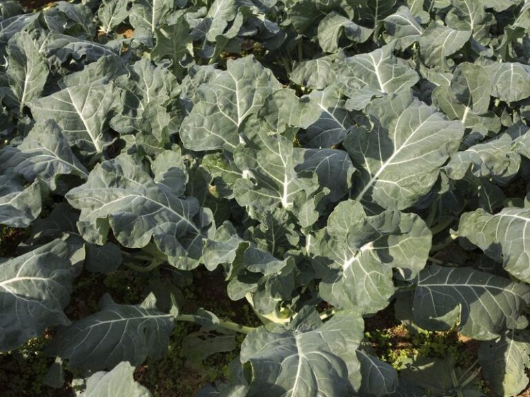 If Your Fall Broccoli Grows Tall And Leafy But Only Buttons Into Tiny Heads, Heat Stress Triggered It Too Early