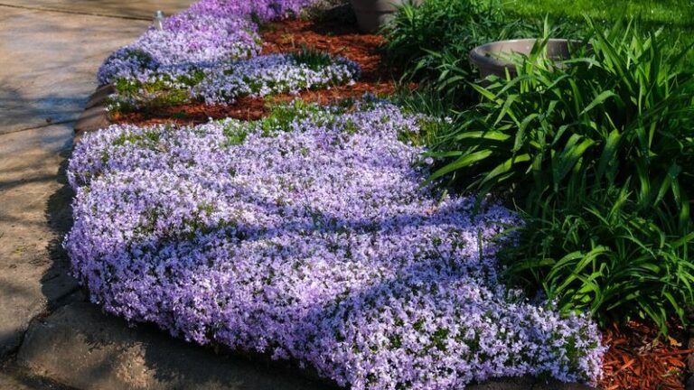 Keep Your Whole Garden Weed-Free With One Stunning Plant That Blankets Bare Ground