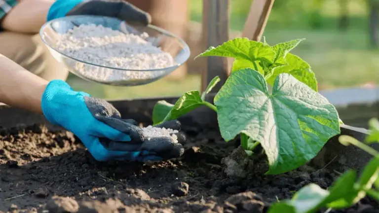 Why Adding A Little Epsom Salt Makes Your Cucumbers Thrive Without Fancy Products