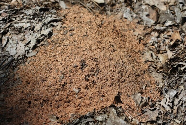 What It Really Means When Fire Ant Mounds Keep Popping Up In Your North Carolina Garden Beds