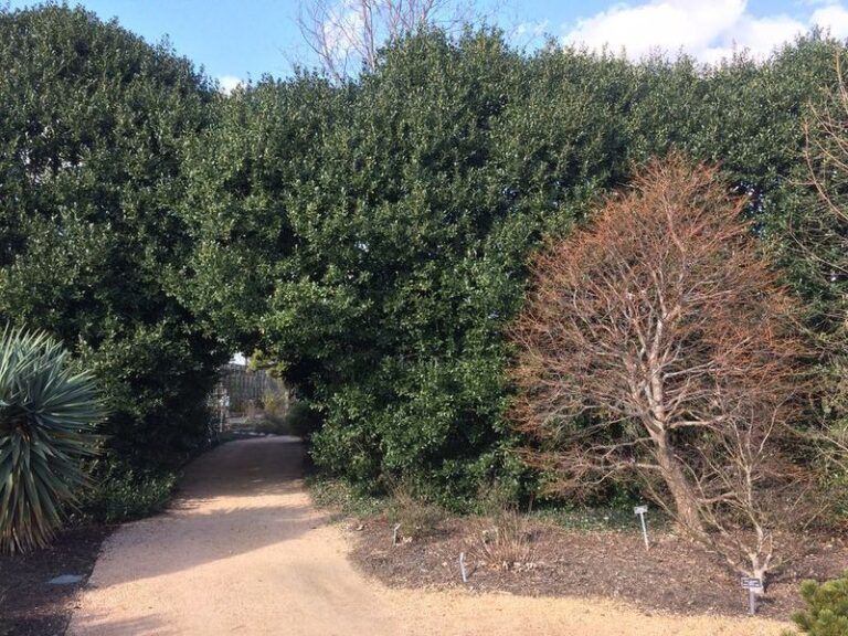 The North Carolina Native Shrubs That Hold A Fence Line As Well As Nandina Without The Invasive Trouble