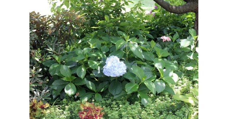If Your Hydrangeas Suddenly Quit Blooming Mid-Season, Here’s The One Move Quietly Shutting Them Down