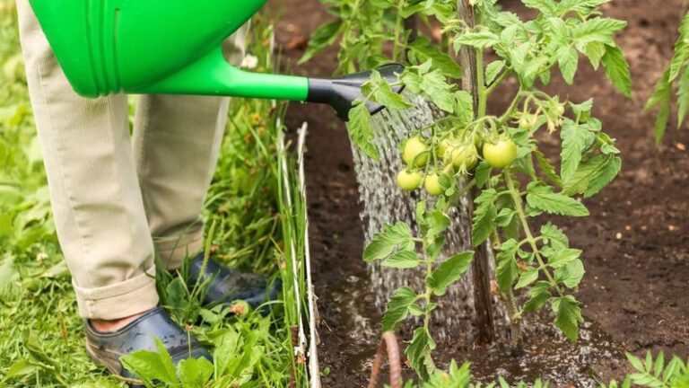 The Worst Time Of Day To Water Your Tomatoes (And 12 Smarter Habits That Save Your Harvest)