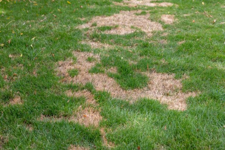If Your Lawn Turns Brown And Patchy In The August Heat, Here’s The No-Equipment Fix That Brings It Back